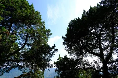 Green forest trees under blue sky 스톡 사진
