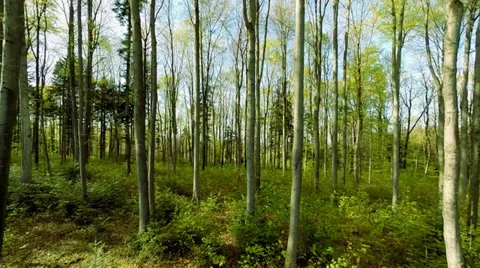 Green forest trees. woods. plants nature background. summertime. aerial view 動画素材 38241484