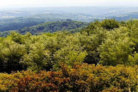 Green forest treetops Stock Photos