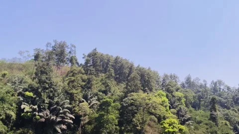 Green forest treetops under blue sky Stock Footage 346659307