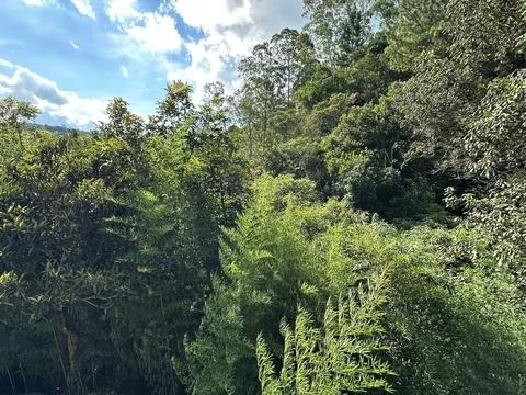 Green forest under blue sky Stock Photos