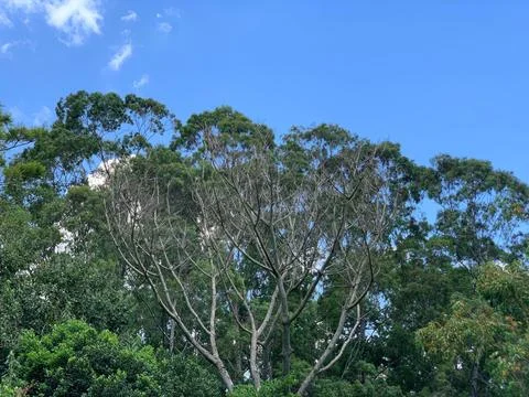 Green forest under blue sky Stock Photos