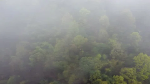 Green forest under white clouds, aerial Stock Footage 151538419