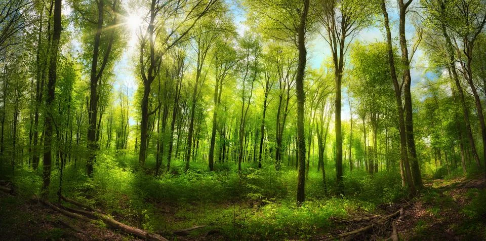 Green forest with uplifting sunshine Stock Photos
