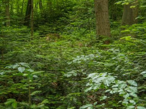 Green forest vegetation Stock Photos