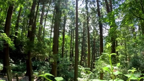 Green forest view Stock Footage 253379399