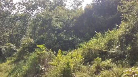 Green forest view Stock Footage 328061826