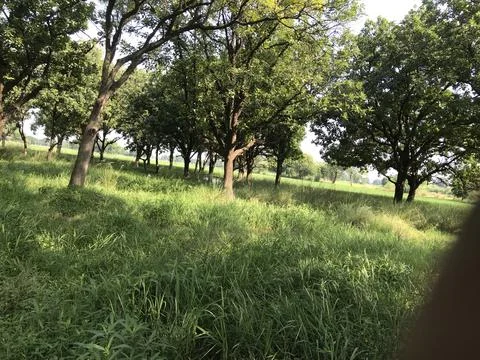 The green forest view Stock Photos