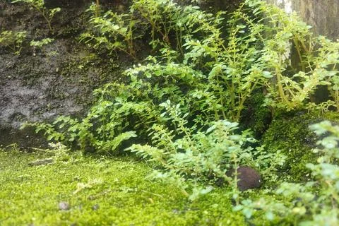 GREEN forest view Stockfoto's