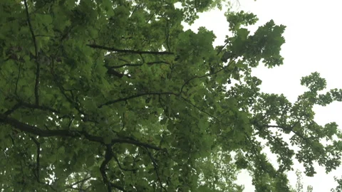 Green forest view slow motion capture Stock Footage 246260463