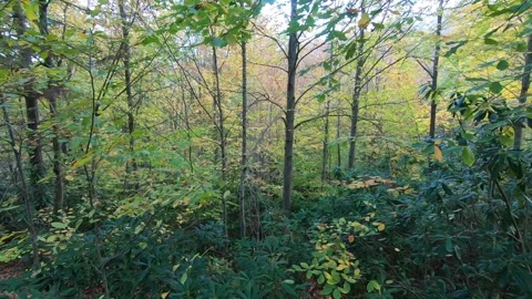 Green forest view. Trees and bushes. Stock Footage 245891417