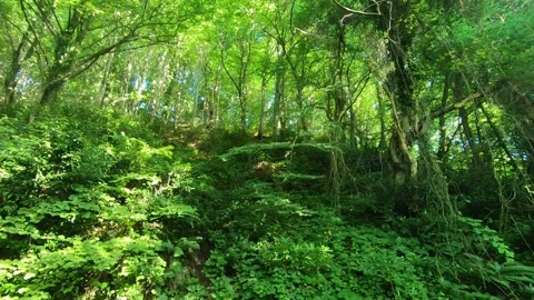 Green forest view. Trees and bushes. Stock Footage 245891428