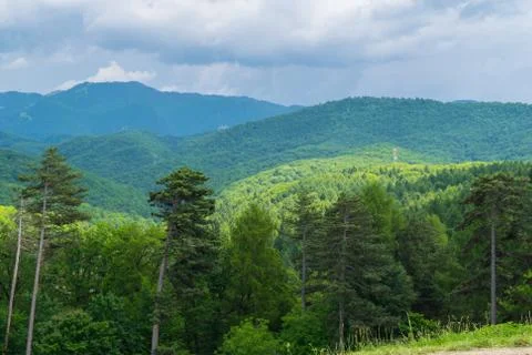 Green forest view - trees in the foreground and forest covered hills in the b Stock Photos