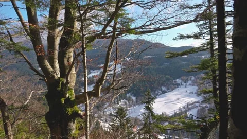 Green Forest view in winter nature landscape Stock Footage 261038331