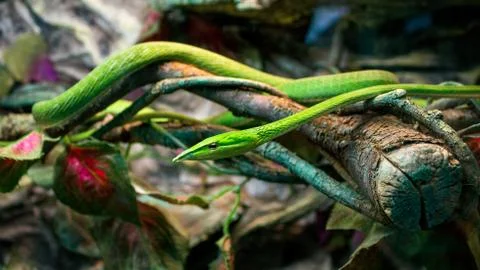 Green forest vine snake. Thelotornis for wallpaper design. Twig snakes for Wild Stock Photos
