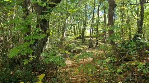 Green forest walking path with trees, leaves, sunlight and nature Stock Footage 319983332