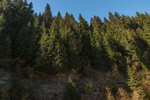 A green forest wall Stock Photos