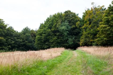 Green forest way Stock Photos