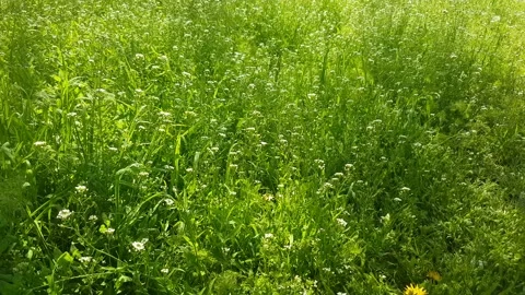 Green forest with wind and sun Stock Footage 154035064