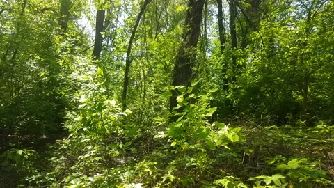 Green forest with wind and sun Stock Footage 154358332