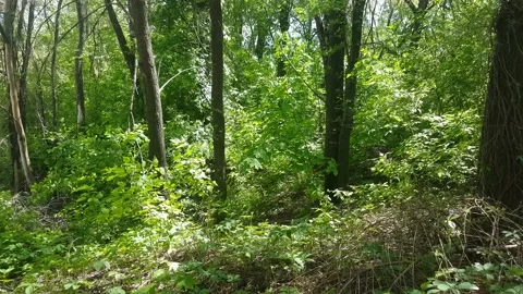 Green forest with wind and sun Stock Footage 154359629