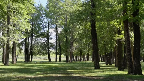 Green Forest Zoom Video stock 94038730