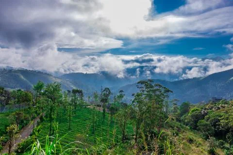 Green forests with blue sky and clouds Foto stock