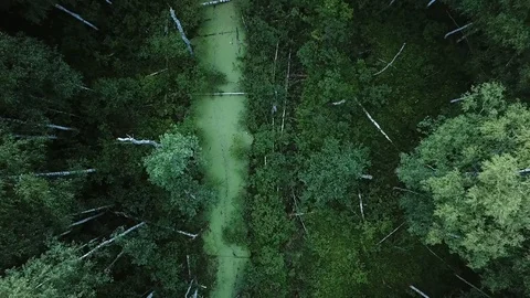 Green forests Stock-Footage 105448518