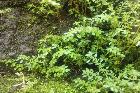 GREEN forets Stockfoto's