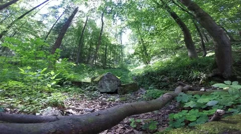 Green Forrest With Bursting Sun Stock Footage 48373480