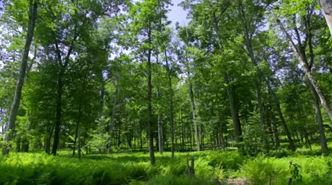 Green Forrest Stock Footage 20482741