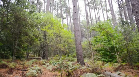 Green forrest Stock Footage 22414894