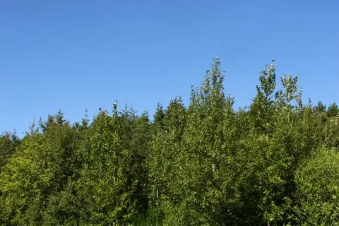 Green forrest Foto stock