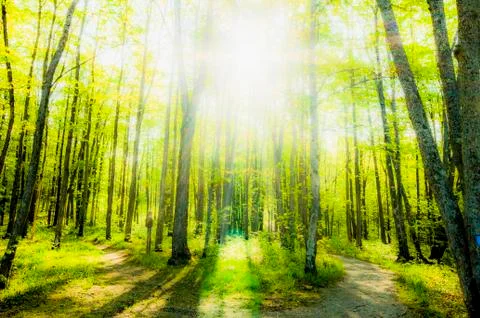 Green Forrest Stockfoto's