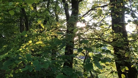 Green Forrest Trees And Sunlight in 4K Nature Stock Footage 114775744