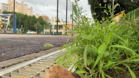 Green Foxtail Grass in Focus with Blurred Pedestrian on Sports Ground Path Video stock 347273017