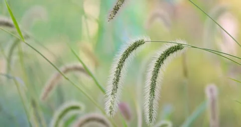 Green foxtail grass with soft bristles also known as autumn grass against a.. Video stock 317521650