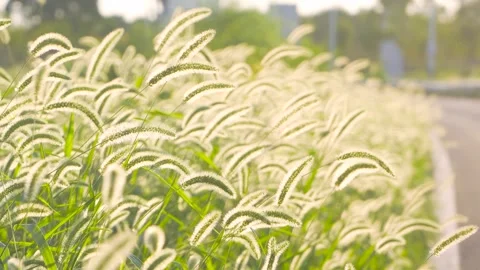 Green Foxtail Grass Swaying Gently in the Warm Golden Hour Sunlight Video stock 342001926