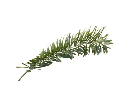 Green foxtail palm leaf tree isolated on white background with clipping path Foto stock