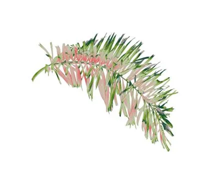 Green foxtail palm leaf tree isolated on white background with clipping path Stock Photos