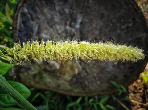 Green foxtail Stock Photos