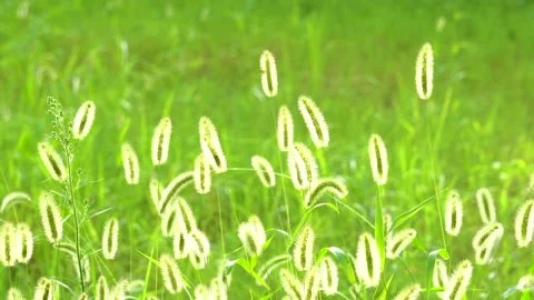 Green foxtail in the summer sun Stock Footage 158592056