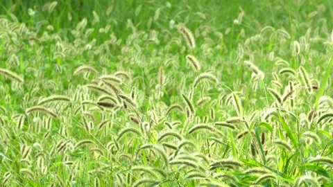 Green foxtail in the summer sun Stock Footage 158592092