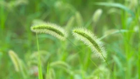 Green foxtail in the summer sun Stock Footage 158592101