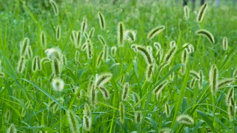 Green foxtail in the summer sun Stock Footage 158592102