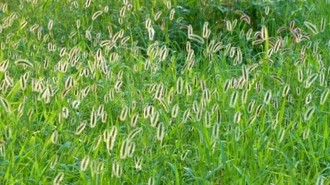 Green foxtail in the summer sun Stock Footage 158592103