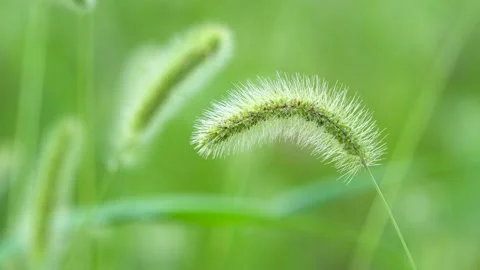 Green foxtail in the summer sun Stock Footage 158593408