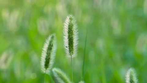 Green foxtail in the summer sun Stock Footage 158593418