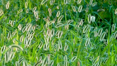 Green foxtail in the summer sun Stock Footage 158593437