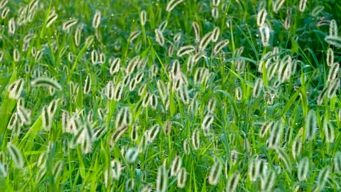 Green foxtail in the summer sun Stock Footage 158593438